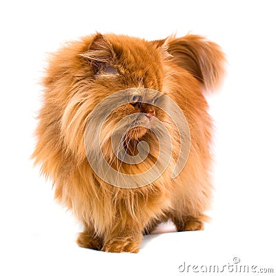 Persian cat Stock Photo