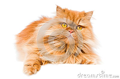 Persian cat Stock Photo