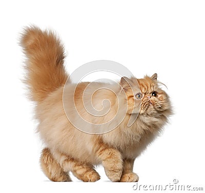 Persian cat, 7 months old Stock Photo