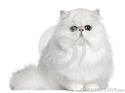 Persian cat, 8 months old, sitting Stock Photo