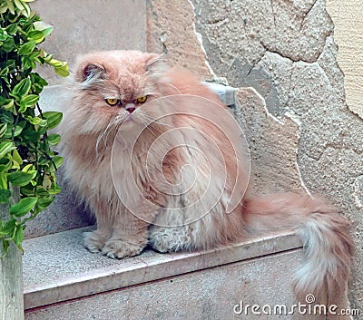 Persian Cat Stock Photo