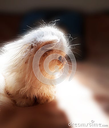 Persian cat Stock Photo