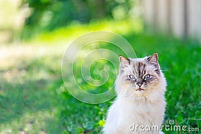 Persian cat on lawn. Portrait. Close-up. Looks at the camera Stock Photo