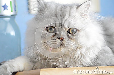 Persian cat Stock Photo