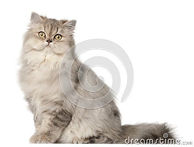 Persian cat, sitting in front of white background Stock Photo