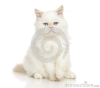 Persian cat Stock Photo