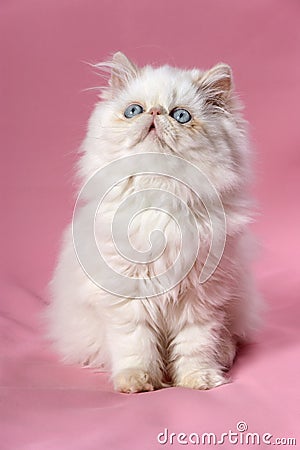 Persian cream colorpoint kitten Stock Photo