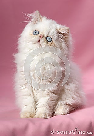 Persian cream colorpoint kitten Stock Photo