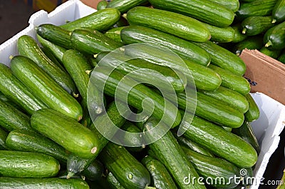 Persian Cucumbers Stock Photo