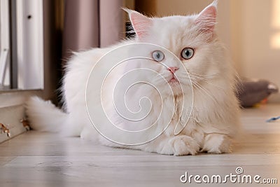 Persian Doll Face Chinchilla White Cat. Fluffy cute pet animal with blue eyes Stock Photo