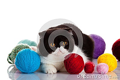 Persian exotic cat isolated with balls of different colours Stock Photo