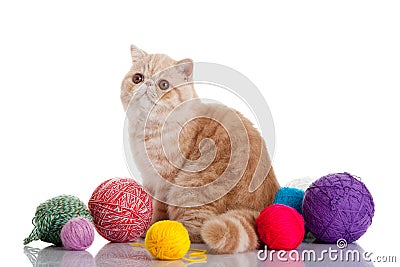 Persian exotic cat isolated with balls of different colours yarn Stock Photo
