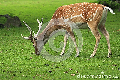 Persian fallow deer Stock Photo