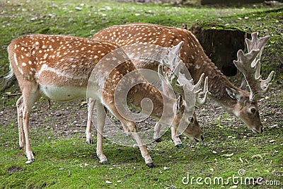 Persian fallow deer Dama dama mesopotamica. Stock Photo