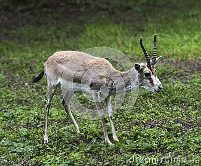 Persian gazelle Gazella subgutturosa Stock Photo