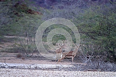 Persian gazelles Stock Photo