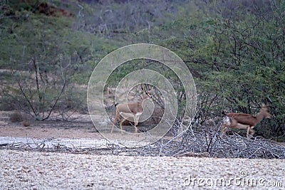 Persian gazelles Stock Photo