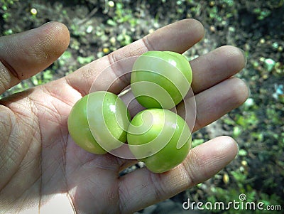 Persian green sour plum on hand Stock Photo