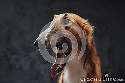 Persian greyhound dog with fluffy fur against dark background Stock Photo