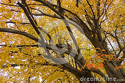 Persian ironwood tree with autumnal leaves Stock Photo