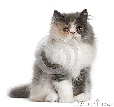 Persian Kitten, 3 months old, sitting Stock Photo