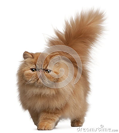 Persian kitten, 6 months old Stock Photo