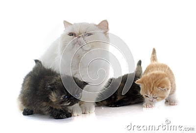 Persian kitten and adult Stock Photo