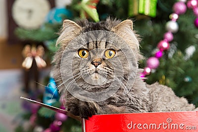 Persian kitten sitting in red box under Christmas tree Stock Photo