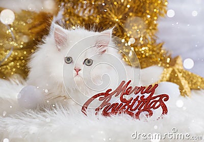 Persian kitten wirh christmas decoration Stock Photo