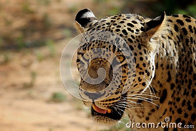 Persian leopard Stock Photo