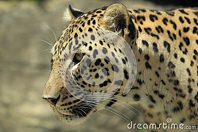 Persian leopard Stock Photo