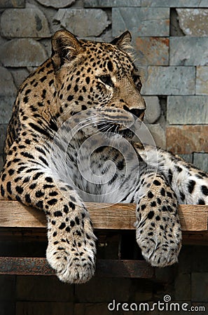 Persian Leopard Stock Photo