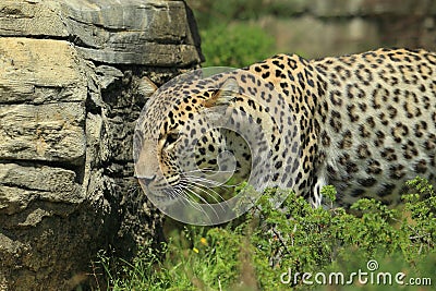 Persian leopard Stock Photo