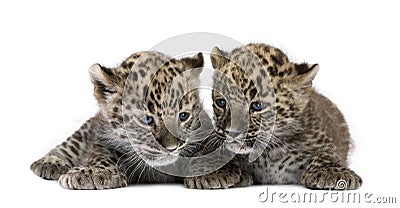 Persian leopard Cub (6 weeks) Stock Photo