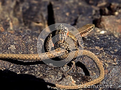 Persian lizard on the rocks Stock Photo