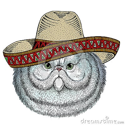 Persian longhair cat. Sombrero mexican hat. Pet portait. Animal head. Kitty face. Vector Illustration