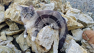 a persian marble cat on the stone Stock Photo