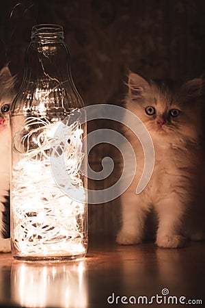 Persian Punch face white long hair cat with grey eyes standing on brown table looking at led lights in glass bottle Stock Photo