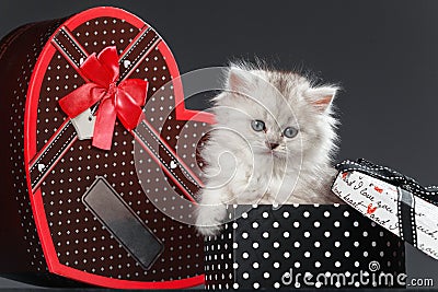 Persian cat Stock Photo