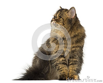 Persian sitting and looking up Stock Photo