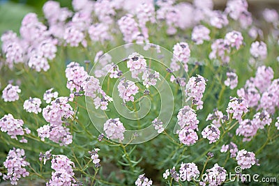 Persian stonecress, Aethionema grandiflorum, flowering plant Stock Photo
