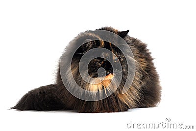 Persian tortie cat (PER f 62) on white background Stock Photo