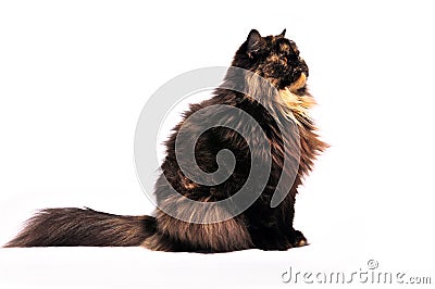 Persian tortie cat on the white background Stock Photo