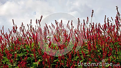 Persicaria affinis 'Darjeeling Red' flower on field Stock Photo