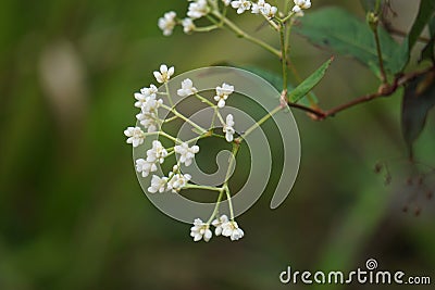 Persicaria chinensis (Polygonum chinense, creeping smartweed, Chinese knotweed) Stock Photo