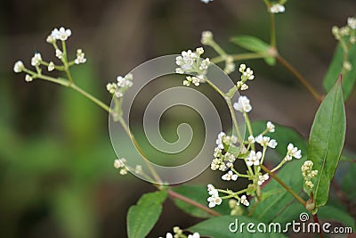 Persicaria chinensis (Polygonum chinense, creeping smartweed, Chinese knotweed) Stock Photo