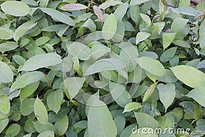 Persicaria chinensis tree plant on farm Stock Photo