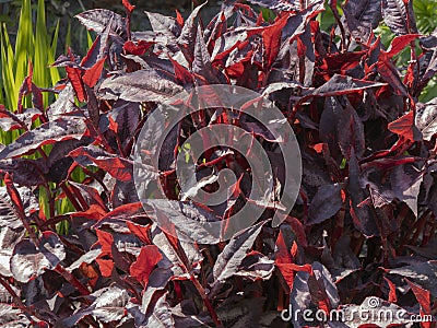 Persicaria microcephala `Red Dragon` Stock Photo
