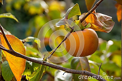 Persimmon fruit Diospyros kaki in autumn Stock Photo