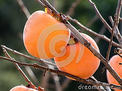 Persimmon fruits on the trees in autumn spanish garden.Close up Stock Photo